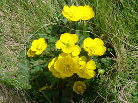 Ranunculus montanus